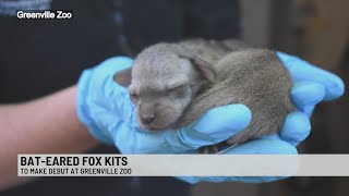 Greenville Zoo welcomes its newest members