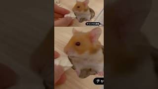 ハムスター1週間の食事\u0026おやつルーティンをチェック🍴　#ハムスター #ゴールデンハムスター #hamsters