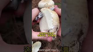 野生菌你都认识几种 野生菌 捡菌子的乐趣 大自然的馈赠 捡不完根本捡不完 又到了捡菌的季节