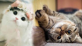 Baby Cats and Kittens Meowing - Cute and Funny Cat Videos Compilation 2020
