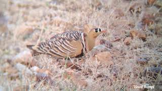 Painted Sandgrouse With Camouflaged Chicks in Daroji Bear Sanctuary  ಬಣ್ಣದ ಗೌಜಲಕ್ಕಿ