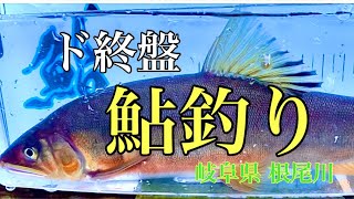 【鮎釣り】ラスト釣行になるのか！？寒さに負けるな！！