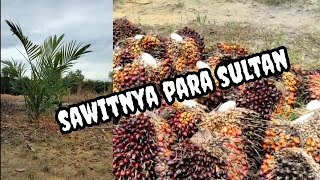 Review sawit bibit unggul PPKS 540 | Review on oil-palm seed PPKS 540