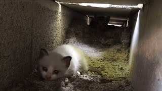 【Cat island】暑い日の子猫はこんな所で涼んでいますKitten in a cool place