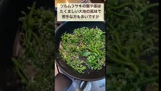 ツルムラサキの花　Malabar Spinach Flower　ดอกผักปลัง(ドークパックパン) #vegetable  #タイ野菜 #shorts #ショート動画　#thailand