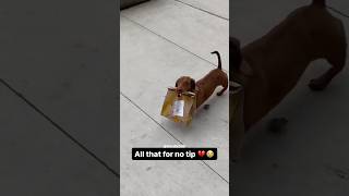 Dog Paying Bills