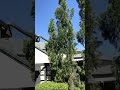 16 foot long carpet snake filmed climbing through trees in australia