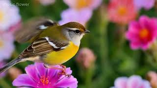 Relax to Nature’s Beauty | Flowers, Birds \u0026 Soothing Music for Stress Relief