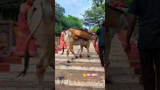 🔥📆தினமும்🤯🥵🤯மலையேறும்💢🤩அதிசிய மாடு🐂🐮💯 | CHENNIMALAI MURUGAN BULL🤯😇SEMPU MURUGAN PATHALA MURUGAN💔💔