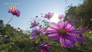 [4K] 昭和記念公園のコスモスモーション COSMOS in Motion