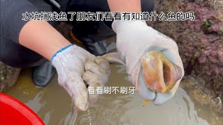 赶海遇见鱼窝了太过瘾了@中视频伙伴计划官号@西瓜创作研究中心