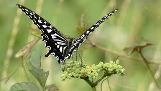 Asian Swallowtail Butterflies Visit Bushkiller Flowers 240fps