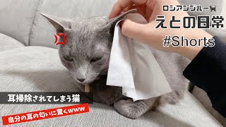 #Shorts 耳掃除されてしまう猫　自分の耳の匂いに驚くwww【ロシアンブルー】