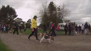 Beagle World Record 2 - How many Beagles?