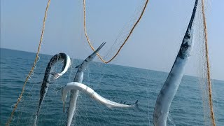 திடீரென கிடைத்த அதிக மீன்கள் நம்பவே முடியல|Unbelievable amount of fish suddenly caught