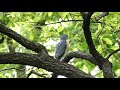 4k 野鳥：ツミ 雄／ＨＴ公園