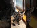 【保護猫】日向ぼっこする妹猫 cat 保護猫 兄妹猫 catvideos catlovers 猫のいる生活 猫 catshorts 日向ぼっこ