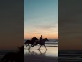 Sunset horseback riding in Morocco #shorts#relaxing#relax#relaxation#nature#amazing#horse#sunrise