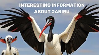 Jabiru: The Towering Stork of the Wetlands