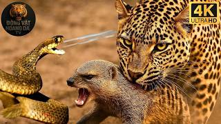 Namibia Khắc Nghiệt | Cuộc Chiến Với Nọc Độc - Thế giới động vật