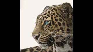 Painting a leopard with iPad Procreate -Draw animals- #Shorts