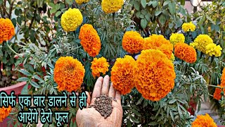 गेंदे पर ज्यादा फूल पाने का तरीकाHow To Grow nd Care Marigold/Best Marigold Plant Fertilizer nd Care