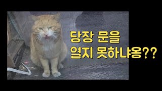 실시간 가지, 외출 했다가 이제 복귀한 회사 고양이 🐈 가지