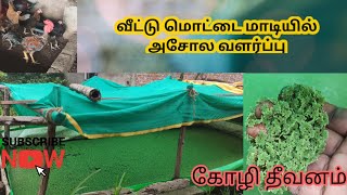 வீட்டு மொட்டை மாடியில் அசோலா வளர்ப்பு - விலையில்லா கோழி தீவனம்