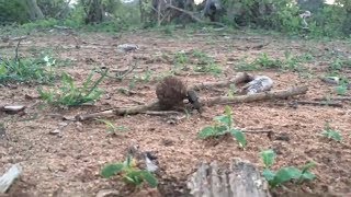 Dung Beetle working hard