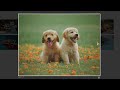How To Create Image Gallery In HTML, CSS, and JavaScript  |  Lightbox Gallery
