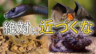 絶対に近づくな！地球上に生息する「有毒な生物」12選を解説