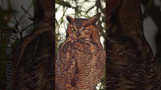 Close-up of a Great horned owl blinking, showing its inner eyelid!