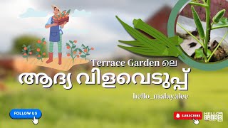 Terrace Garden ലെ  ആദ്യ വിളവെടുപ്പ് | #hello_malayalee #gardening #terracefarming #farming #home