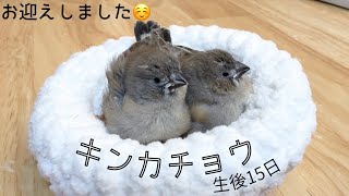 キンカチョウの雛をお迎えしました！