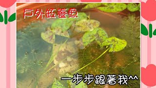 戶外缸養魚 Fish in an outdoor tank #戶外缸設置 #蓮花盆養魚 #蓮花盆移植 #剛買回來的蓮花如何處理 #養魚先養水 #蘋果螺 #孔雀魚 #蓋斑鬥魚 #金剛螺 #笠螺