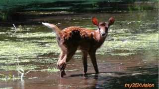 Baby White-tailed Deer lost in the Woods ~ Fix "yt:stretch=16:9"
