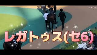 2024/11/17 東京10R レガトゥスが秋色ステークス(3勝クラス)を優勝❗パドック、レースの様子