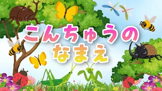 【昆虫の名前】こんちゅうのなまえをおぼえよう！｜フラッシュカード・スライドアニメ｜こども向け