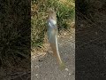 良型キス釣れたよ‼️ short shorts fishing