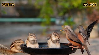 Cute playful Birds and Chipmunks 😻10 Hours 4k Little Birds And Squirrels Best For your Pets 🐱CatTV🐦