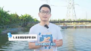 加州鲈鱼迟钝爱德华氏菌的判断与预防措施【加州鲈鱼问题防治7】#水产养殖 #养殖 #vlog #记录真实生活 #分享 #经验分享