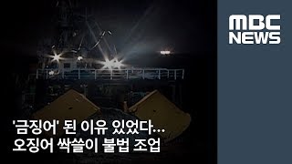 '금징어' 된 이유 있었다…오징어 싹쓸이 불법 조업 / MBC