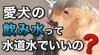 愛犬の飲み水は、水道水でいいの？ミネラルウォーターじゃダメなの？