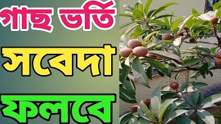 টবের গাছে প্রচুর পরিমাণ সবেদা ফলাতে ফেব্রুয়ারি মাসে এই পরিচর্যা অবশ্যই করুন।