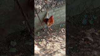 🌨️🌾🌿 எனது நண்பரின் நாட்டுக்கோழி பண்ணை🐓