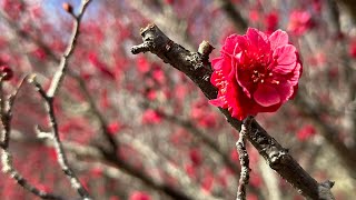 豊田市平芝梅林公園　西山公園　イラストを動かしてみた