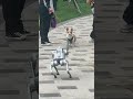 corgi dog vs. robot dog #robot #smartphone #tech #gadgets #iPhone