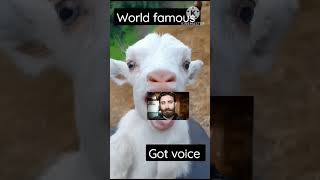 #shortvideo f #funny video goat 🐐🐐♑