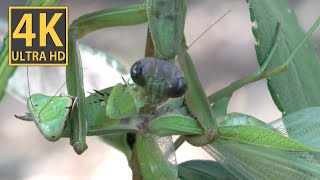 【ASMR】オオカマキリがハラビロカマキリを「共食い」「捕食」「咀嚼音」（池の近く）①ハラビロマニアは胸が痛い。やはりオオカマキリの方が大きいのでハラビロカマキリは負けます。「咀嚼音」は良い