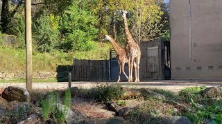 Greenville Zoo giraffe is pregnant again